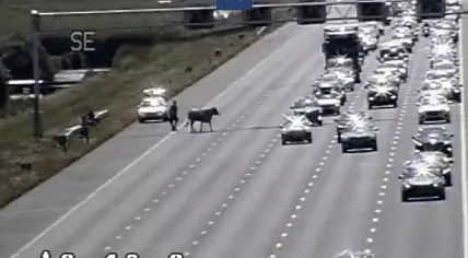 People on the A2 try to get an escaped cow under control so traffic could get mooooo-ving. 23 July 2022