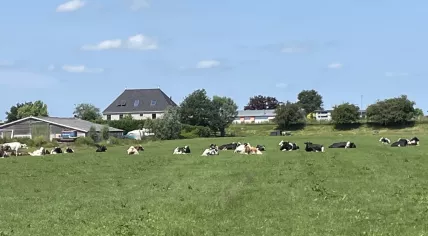 Cows in a pasture in Broek in Waterland on a sunny day. 30 June 2022