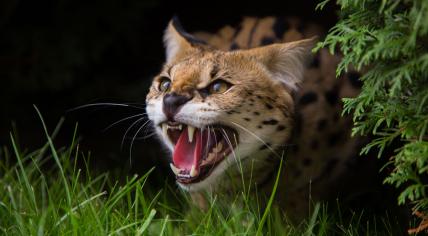 A hissing Serval