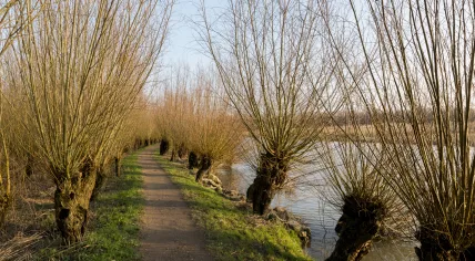 Pollard willows