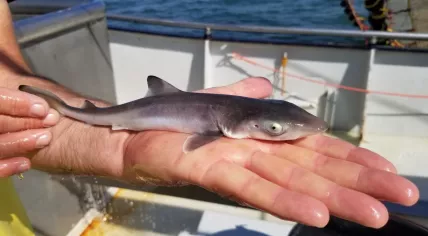 Baby tope shark found in the Wadden Sea, July 2022