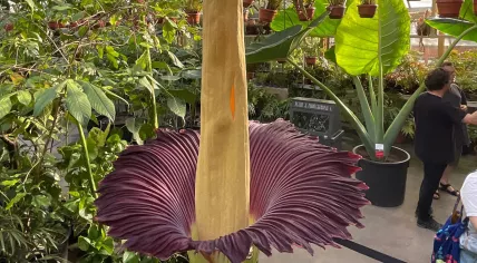 A Giant Penis Plant in bloom at Hortus Botanicus in Leiden, 15 July 2022