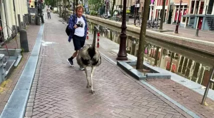 A rhea out for a walk in Amsterdam Centrum, 22 July 2022