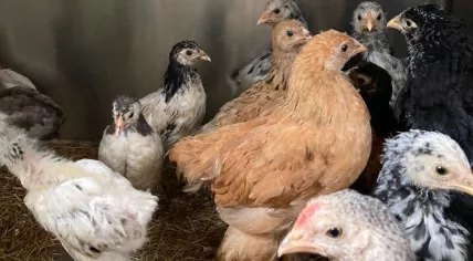 A group of chickens rescued from a fire by Dierenambulance Amsterdam.