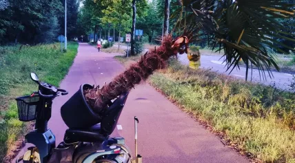 Man caught stealing a palm tree on a mobility scooter in Best, 4 August 2022