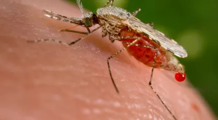 An Anopheles stephensi mosquito, which can transmit malaria to humans when biting them. 2004