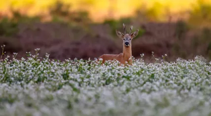 Roe deer