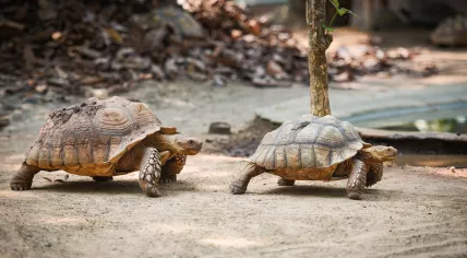 Spurred tortoises
