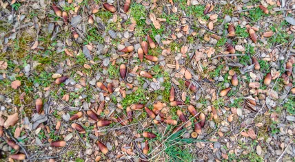 Acorns on the ground