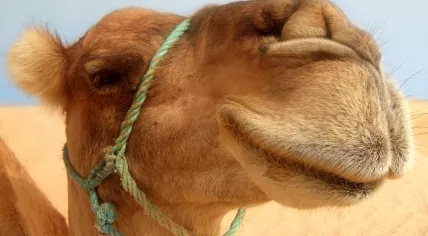 Camel