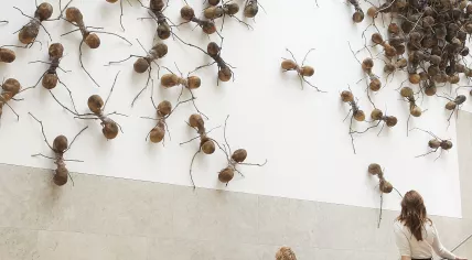 Ants by Colombian artist Rafael Gomezbarros displayed on walls of Rijksmuseum.