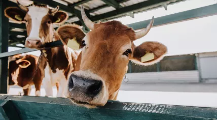 Cows in a barn