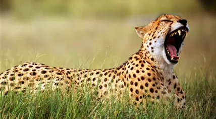 Cheetah