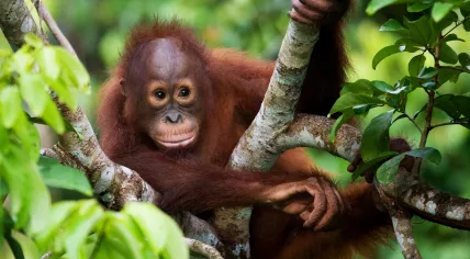 A baby orangutan in Indonesia