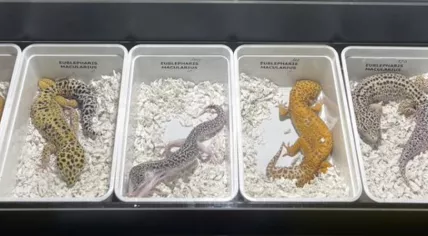 Leopard geckos at a trade fair in Houten