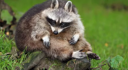 A raccoon in Leeuwarden, Friesland. 9 Aug. 2017