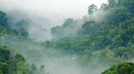 A rainforest in fog.