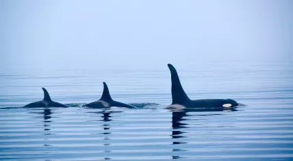 The dorsal fins of three killer whales visible above the water.