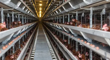 Laying hens in a poultry factory