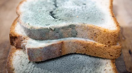Moldy bread.