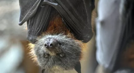 Close-up of a bat