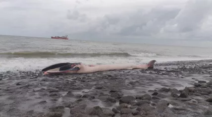 Fin whale carcass found on Westkapelle beach on Oct. 2, 2022.