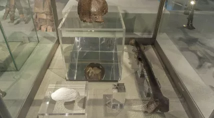 Skull cap of the Java man at the Naturalis museum in Leiden