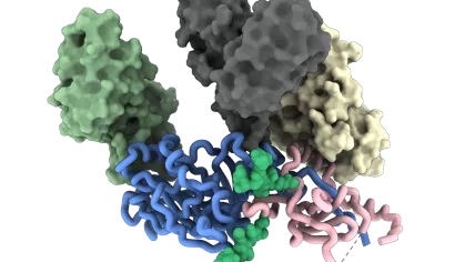 Rendering of antibodies attached to sugar molecules in the Hepatitis C virus's spike protein