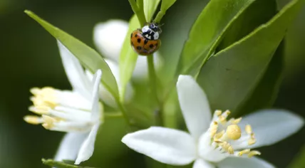 A lady bug on a flower
