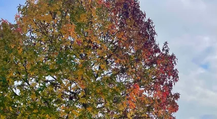 The leaves turning color on a chilly autumn day in Nieuwe Niedorp, Noord-Holland. 18 November 2022