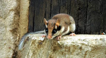 A garden dormouse in 2007