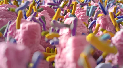Intestinal flora