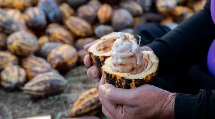 Farmer harvesting cocoa fruit