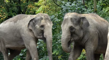 Elephants in Diergaarde Blijdorp zoo in Rotterdam