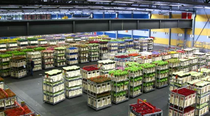 Flower auction in Aalsmeer