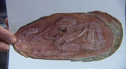 Fossilized embryo found in a dinosaur egg