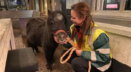 Shetland pony tied to a terrace and left behind in Den Bosch on a cold winter night, 16 January 2023