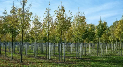Alder trees growing at a plantation in the Netherlands in 2020