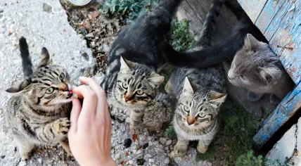 Cats