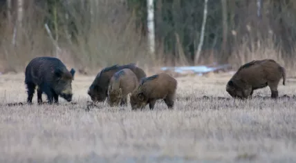 Wild boars