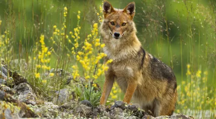 Golden jackal