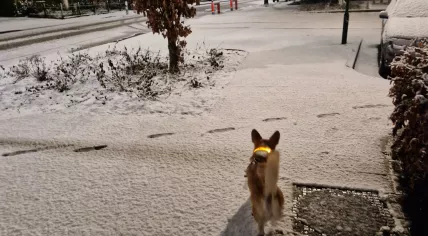 Snowfall in the Netherlands, 19 January 2023