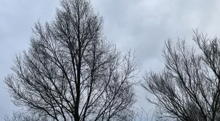 A gloomy winter's day in Amsterdam, 13 January 2023