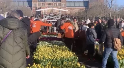 Field of tulips displayed on National Tulip Day in Amsterdam, January 21, 2023.