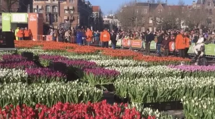 Field of tulips displayed on National Tulip Day in Amsterdam, January 21, 2023.