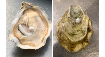 Pearl found by chef Marco Blok of restaurant MEI in Amersfoort 