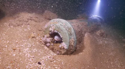 A congor eel lurks inside a bronze gun found at the wreck site