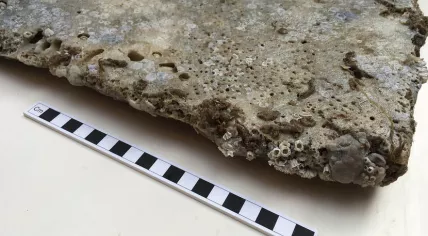 Detail of a marble tile found at the wreck site of the Klein Hollandia