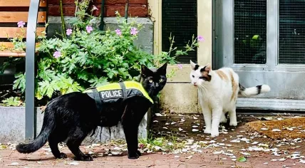 Nimis the police cat speaking to a pedestrian in Amsterdam in June 2022