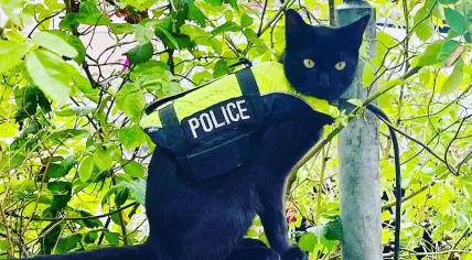 Nimis the police cat on patrol in Amsterdam in December 2022